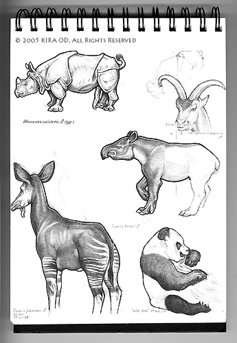 San Diego Zoo Sketches